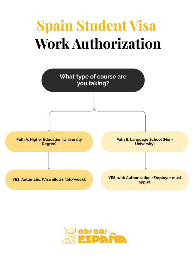 Flowchart showing student jobs in Spain work authorization rules by course type.